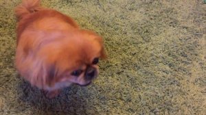 дрессировка пекинеса