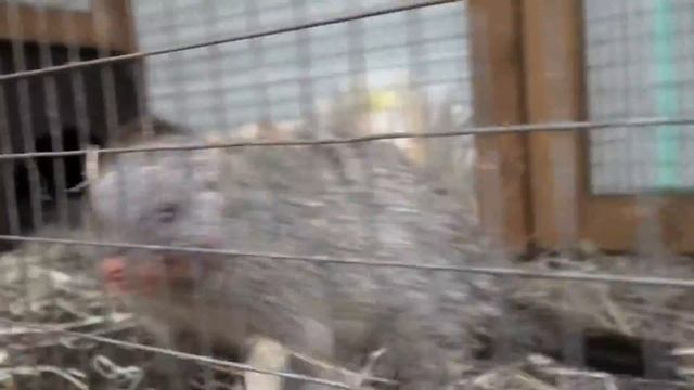 Говорливые ужинающие Сурикаты, Мангусты в ожидании))) Talkative dinner Meerkats, Mongoose waiting)) смотреть онлайн