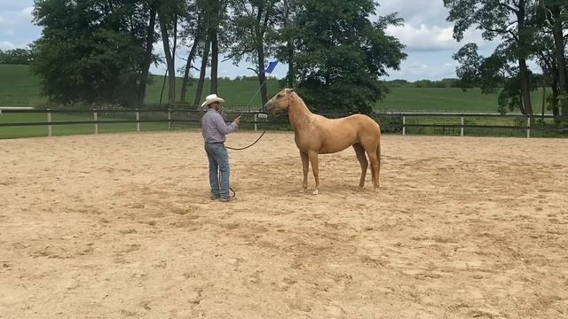**Even Sedated** SCARED Rescue Horse REFUSES to Let Her Feet be Handled смотреть онлайн