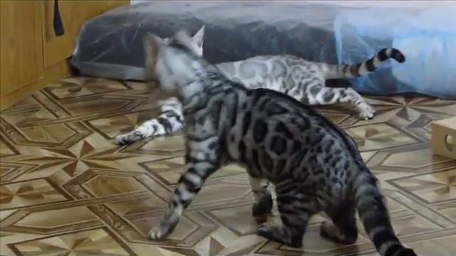 "Всё будет по моему!" - сказала королева Лапа и навела порядок в гареме))) смотреть онлайн