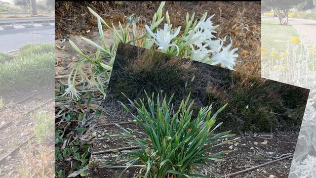 Прогулка вдоль реки Нааман смотреть онлайн