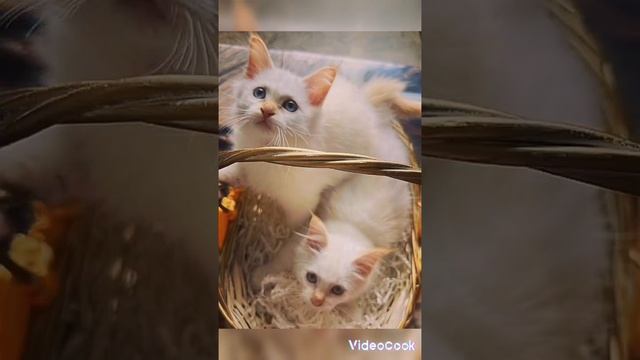 Легенда о Священной бирме ?в описании смотреть онлайн