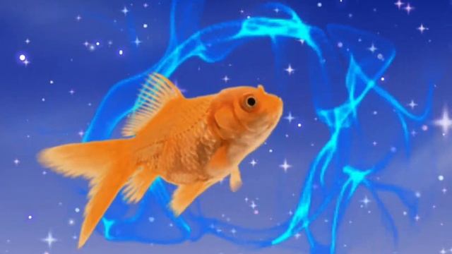 ФУТАЖ ФОН ЗОЛОТАЯ РЫБКА НА УДАЧУ ДЛЯ ВИДЕОМОНТАЖА БЕСПЛАТНО !!1 смотреть онлайн