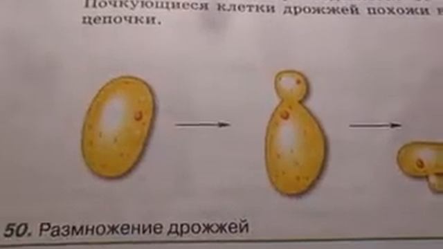 Биология 5 класс § 15 Плесневые грибы и дрожжи (Автор В.В.Пасечник) смотреть онлайн