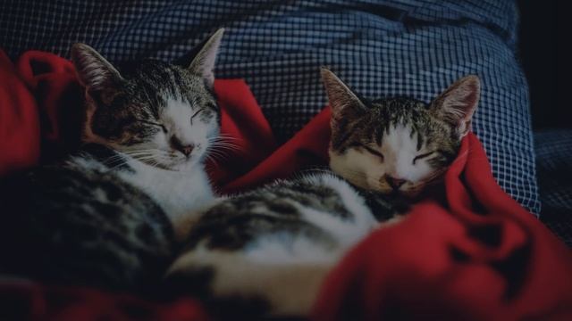 Для малыша. Мурчание котят. Колыбельная. Релакс.