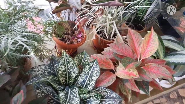 Garden Tour | Beautiful Indoor plant collection смотреть онлайн
