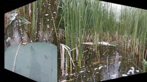 Ловля карася на боковой кивок