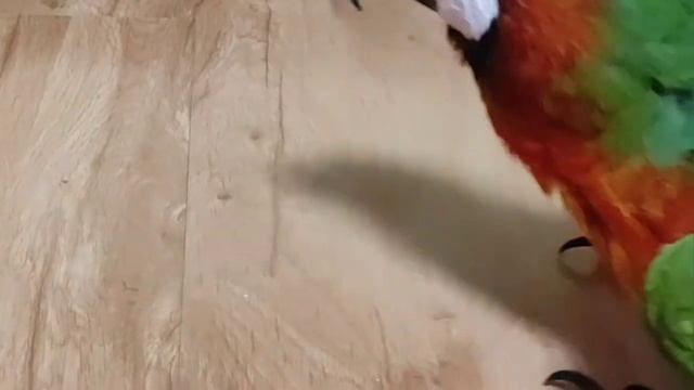 Попугай ара купается! Эмма играет! смотреть онлайн