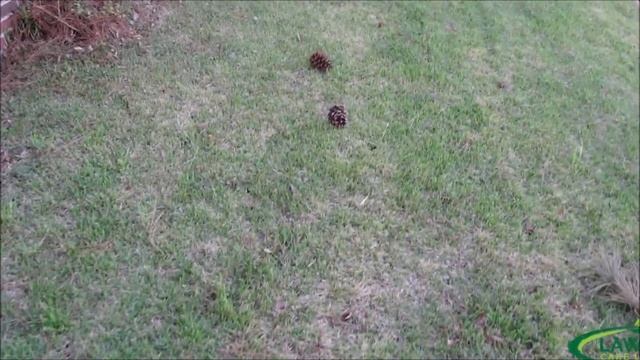 Zoysia Grass Lawn Pros, Cons, and Tips смотреть онлайн
