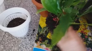 Пересадка отростков спатифиллума.