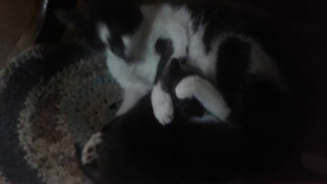 Кошка с котенком помогают мне рисовать,уютный кошачий вечер. смотреть онлайн