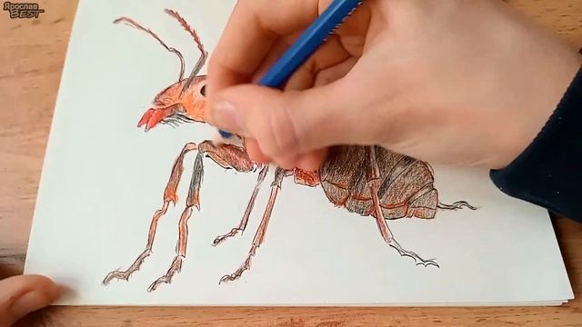 Как нарисовать муравья ? смотреть онлайн