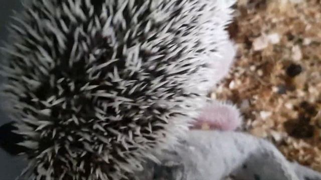 ежиха родила 5 ежат смотреть онлайн