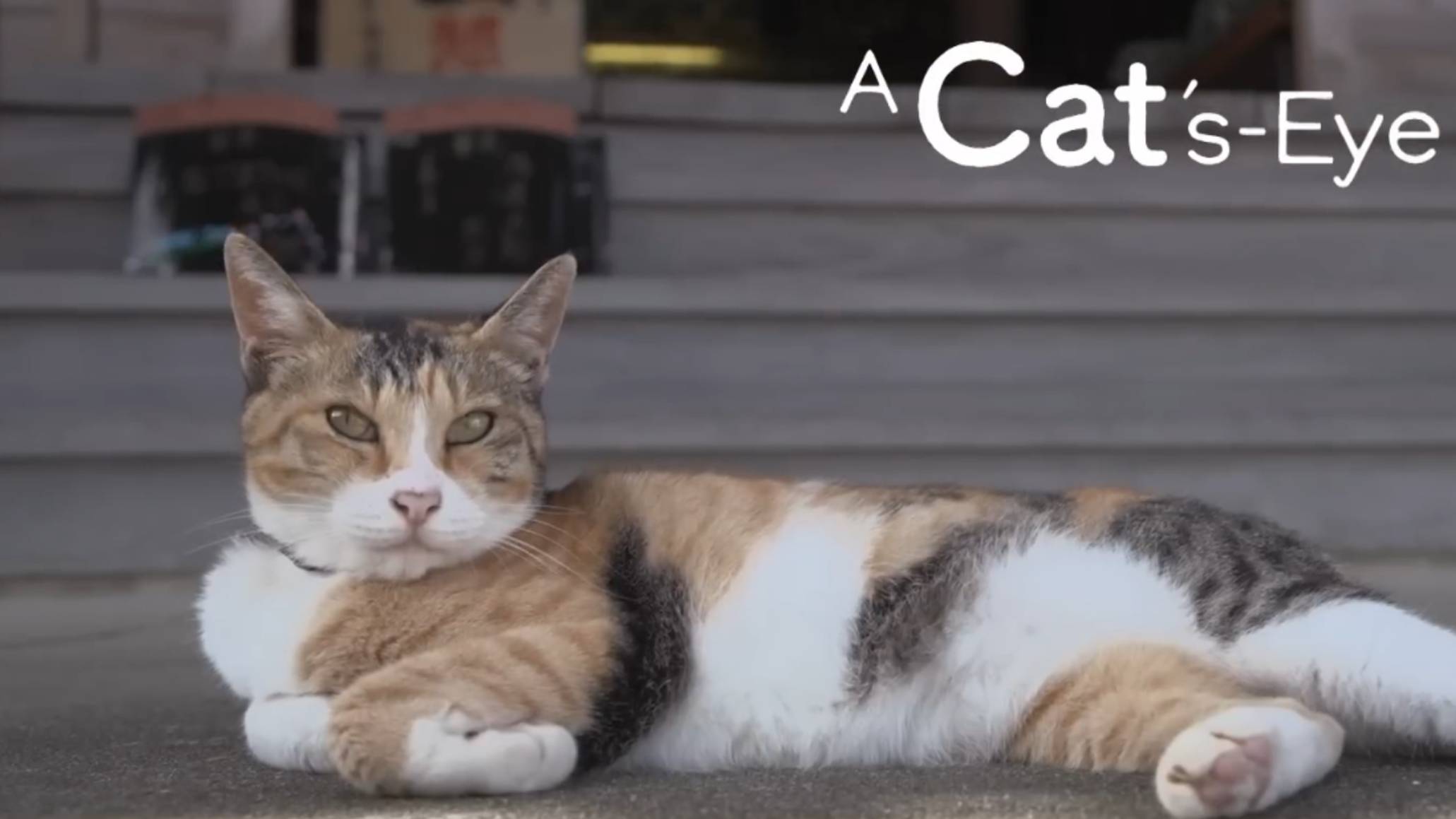 TOYAMA Fall Harvest - Cats Eye