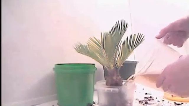 Tierra Negra (Дар земли) применения удобрения для спасения погибающего растения, Саговник смотреть онлайн