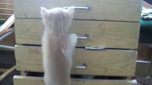 Упорный котенок смотреть онлайн