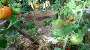 Томат пересорт, купленный как Огородный колдун