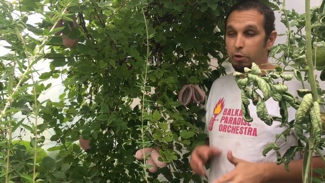 Akebia Quinata: cultivo y fruto de una trepadora sorprendente смотреть онлайн