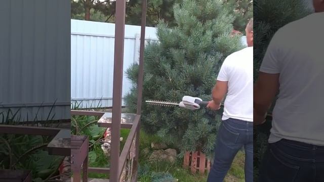 Стрижка сосны горной смотреть онлайн
