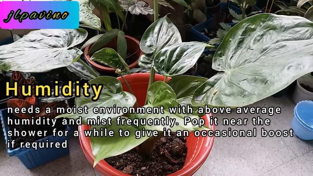 Alocasia Cucullata 