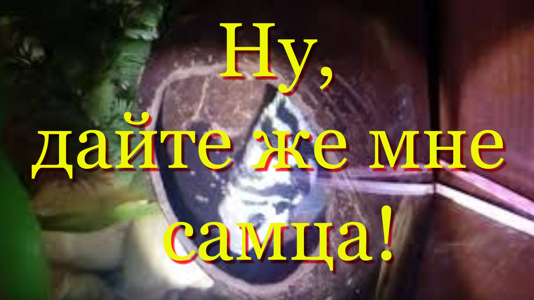 Ну, дайте же мне самца! Нерест самки микро попугая без видового самца смотреть онлайн