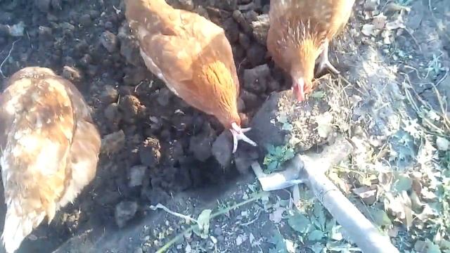 Огородные делишки . начинаю эксперимент