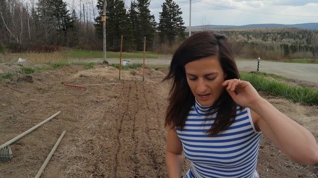 Sowing Carrots in Cornstarch for great germination no thinning and prevent seed waste смотреть онлайн