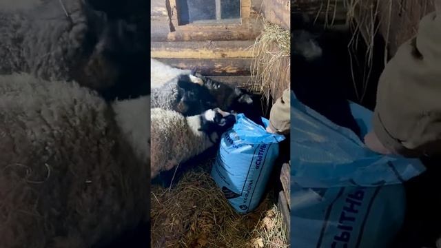 Комбикорм КК-85 ТМ КОРМЛИНА для коз пришелся по вкусу и овцам смотреть онлайн