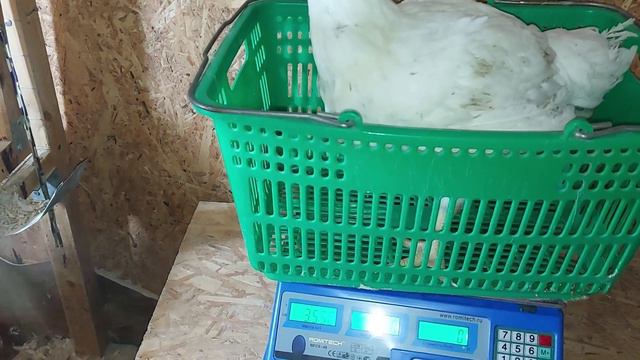 Вес бройлеров в 50 дней. Крупный бройлер. Выращивание бройлеров осенью. Broiler weight in 50 days смотреть онлайн