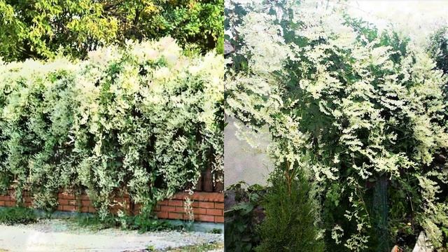 20 ЭФФЕКТНЫХ РАСТЕНИЙ для ЖИВОЙ ИЗГОРОДИ и ВЕРТИКАЛЬНОГО ОЗЕЛЕНЕНИЯ САДА смотреть онлайн