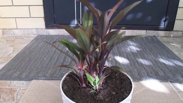 Корделина...новинка