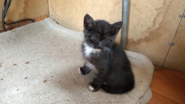 Котята 2 шт., 1.5 мес., отдадим в добрые руки.