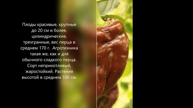 Французский шоколад -сладкий, сладкий французский перец! смотреть онлайн