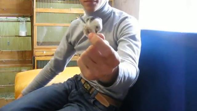 Длиннохвостые синицы Н.Ярослав. смотреть онлайн