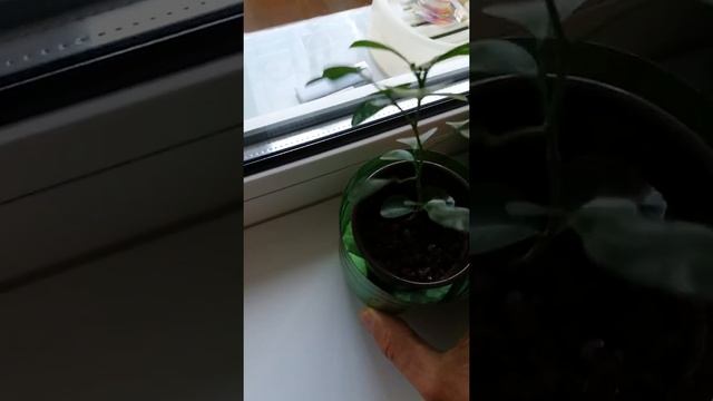 1. Муррайя метельчатая (первая часть) смотреть онлайн