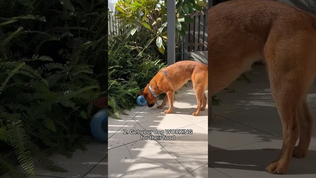 5 Secrets to Building Food Drive! ? #dogfood #buildingfooddrive #dogfooddrive смотреть онлайн