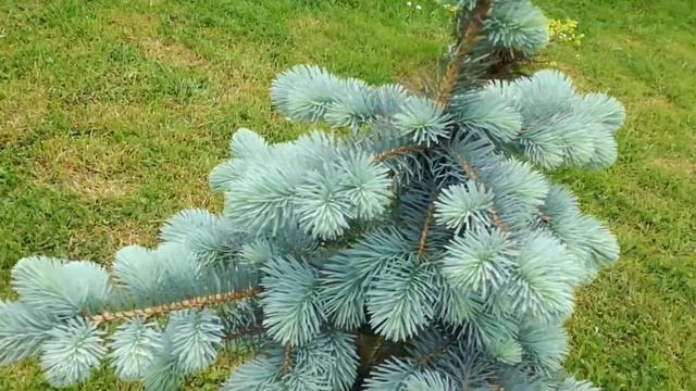 Picea pungens hoto смотреть онлайн
