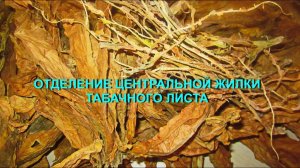 ДНЕВНИК ТАБАКОВОДА № 33 ( 27.07 Отделение центральной жилки табачного листа ) ТАБАК