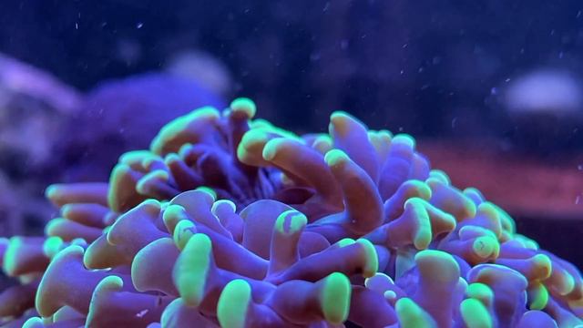 GERMAN REEF TANKS - Eheim Incpiria Marine 300 Liter - Meerwasseraquarium - #aquarium #reeftank #tou