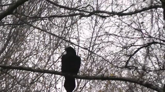 В октябре на солонцах - вот это бык! смотреть онлайн