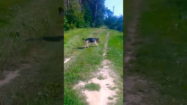 Восточноевропейская овчарка смотреть онлайн