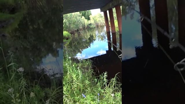 ОГРОМНЫЙ ОКУНЬ КИНУЛСЯ НА ОГРОМНЫЙ ПОППЕР. Рыбалка на спиннинг под мостом. #shorts #рыбалка #рыба смотреть онлайн