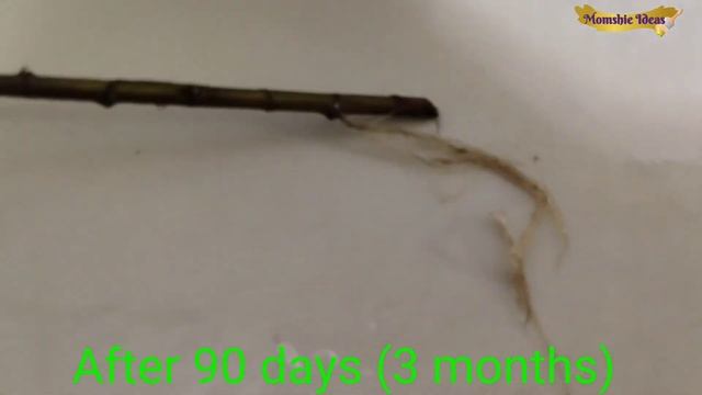 "Dracaena Surculosa" propagation in water & soil by stem cuttings смотреть онлайн