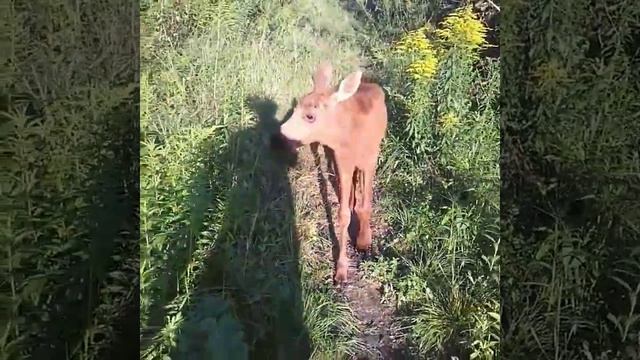 #лосьМихо гуляет... смотреть онлайн