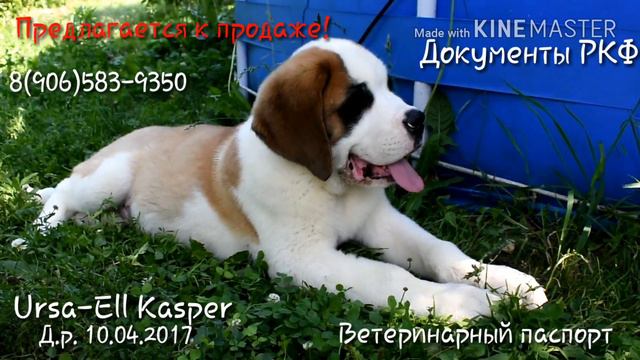 Урса-Эль Каспер.Продается щенок сенбернара! смотреть онлайн