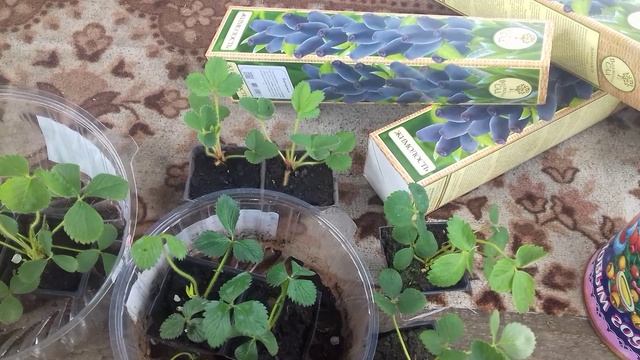 Мои новинки жимолости и клубники .