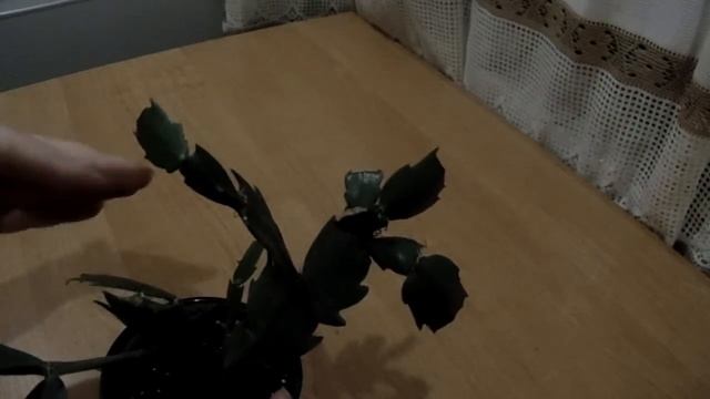 Формирование куста шлюмбергеры (декабриста) смотреть онлайн