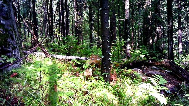 Построили ДОМ ПОД ЗЕМЛЕЙ своими РУКАМИ в ЛЕСУ — МЕДВЕДЬ, КРОВАТЬ и ЗАЩИТА — Строительство Землянки смотреть онлайн