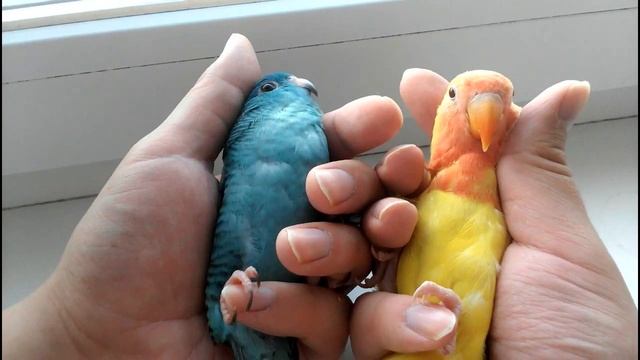 Сравнение размеров неразлучника и толстоклювого попугая Катарины Katerina's thick-billed parrot смотреть онлайн