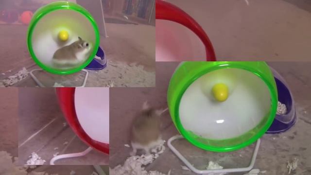 Ham Going Ham смотреть онлайн